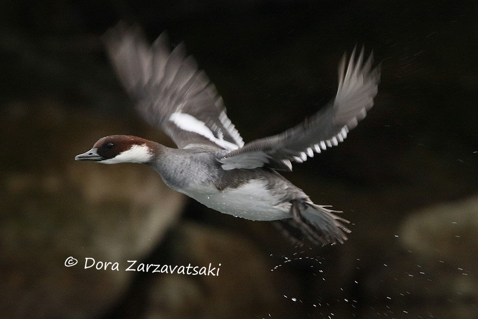 Smew female adult, Flight