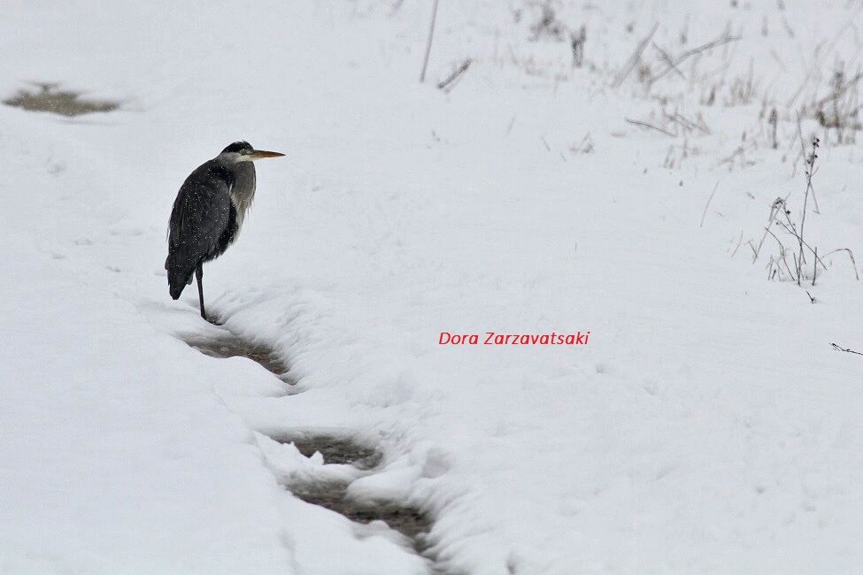 Grey Heron