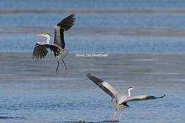 Grey Heron