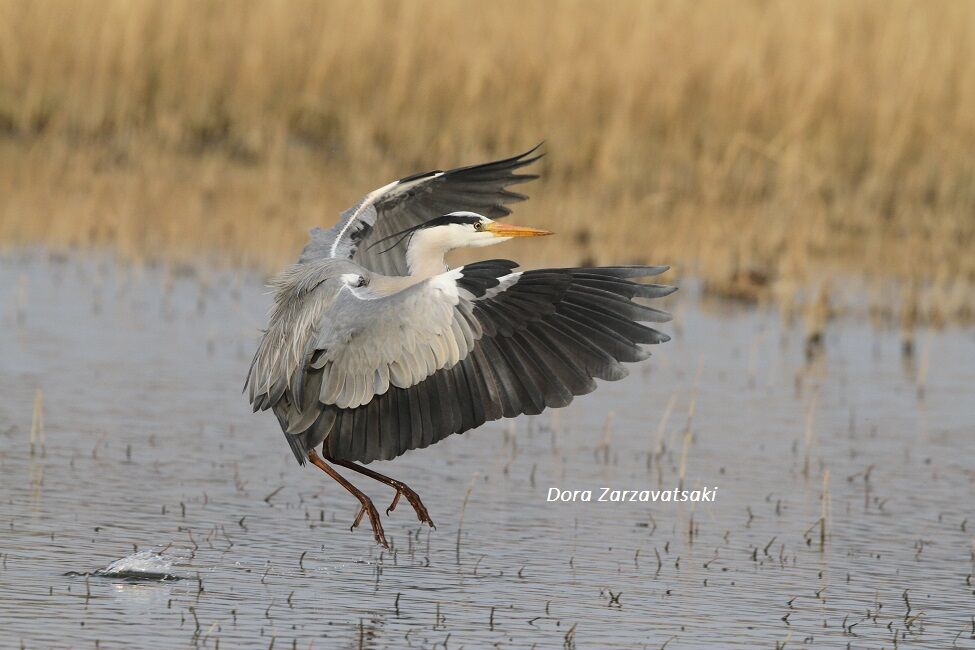 Grey Heron