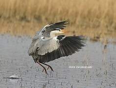 Grey Heron