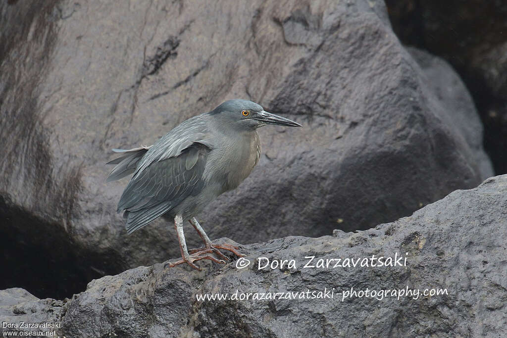 Lava Heronadult, identification