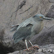 Lava Heron