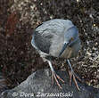 Héron des Galapagos