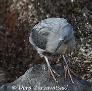 Lava Heron