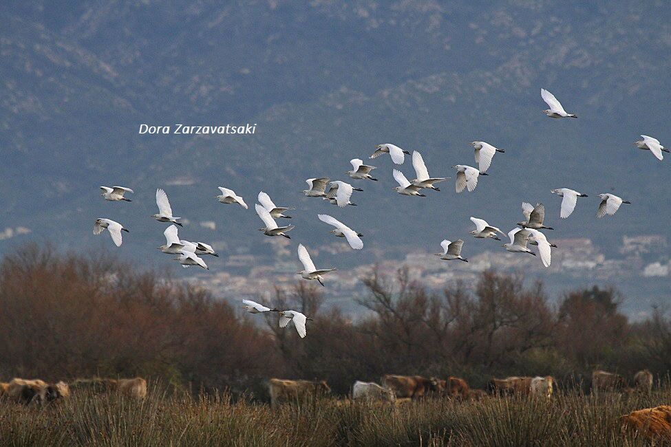 Western Cattle Egret