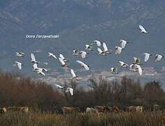 Western Cattle Egret