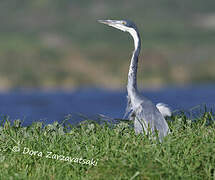 Black-headed Heron