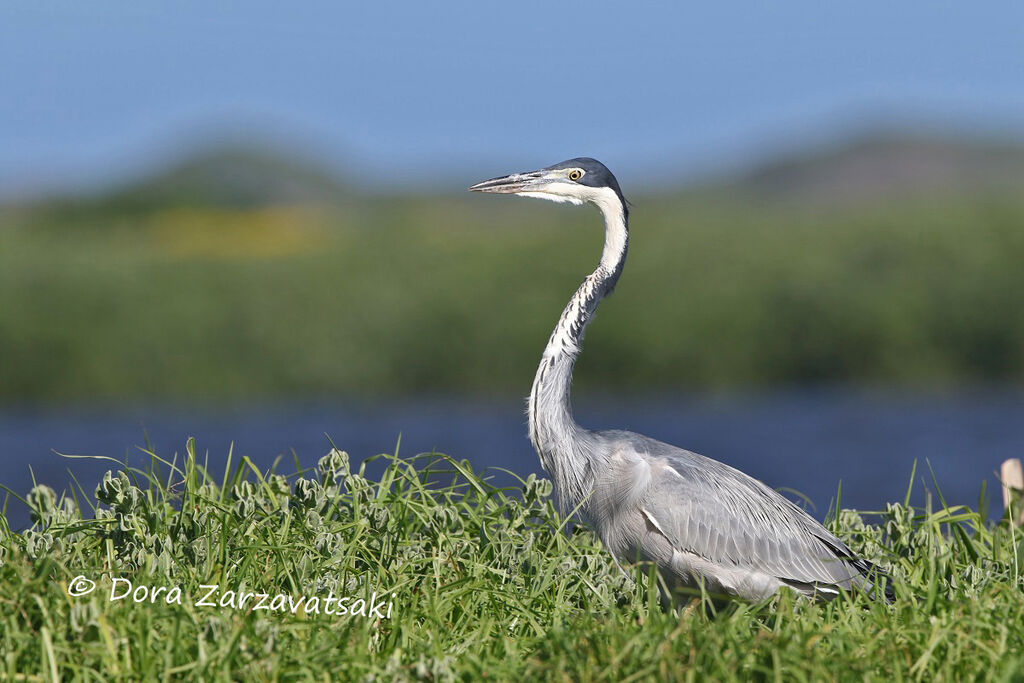 Black-headed Heronadult