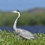 Black-headed Heron