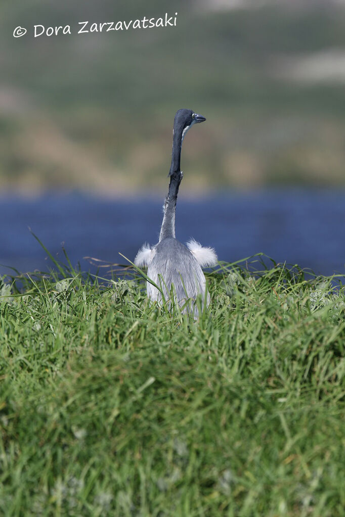 Black-headed Heronadult