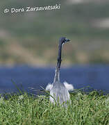 Black-headed Heron