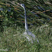 Black-headed Heron