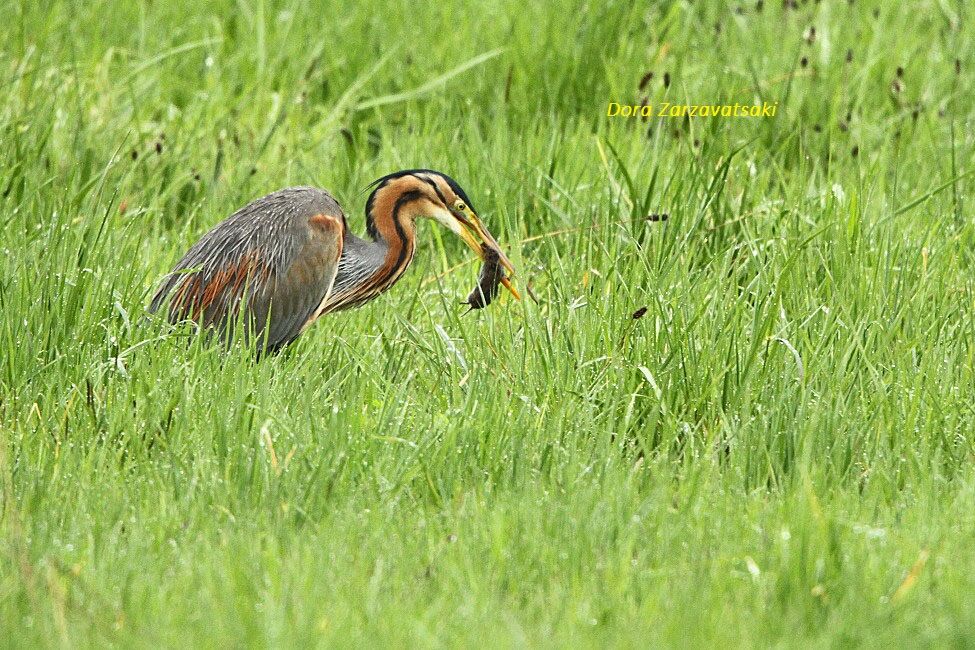 Purple Heron