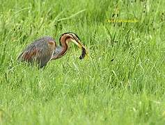 Purple Heron