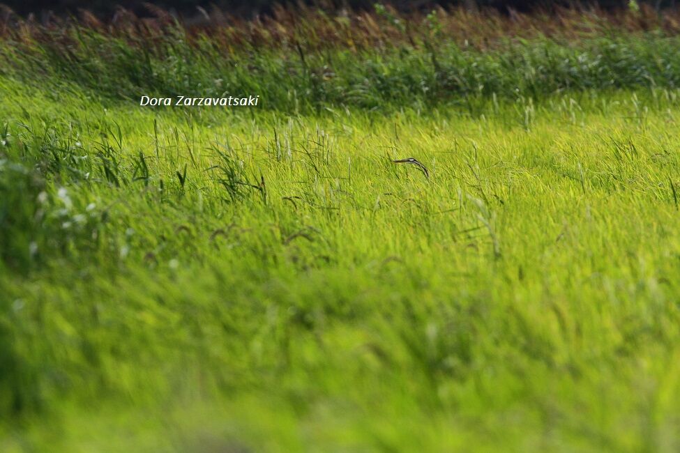 Purple Heron