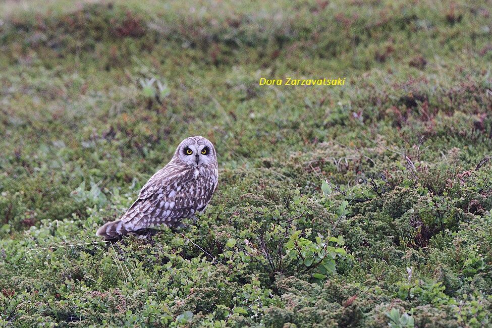 Hibou des marais