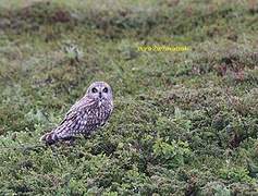 Short-eared Owl