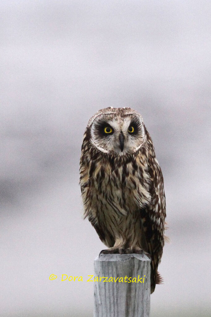 Short-eared Owl