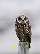 Short-eared Owl