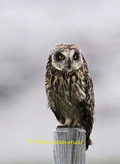 Hibou des marais