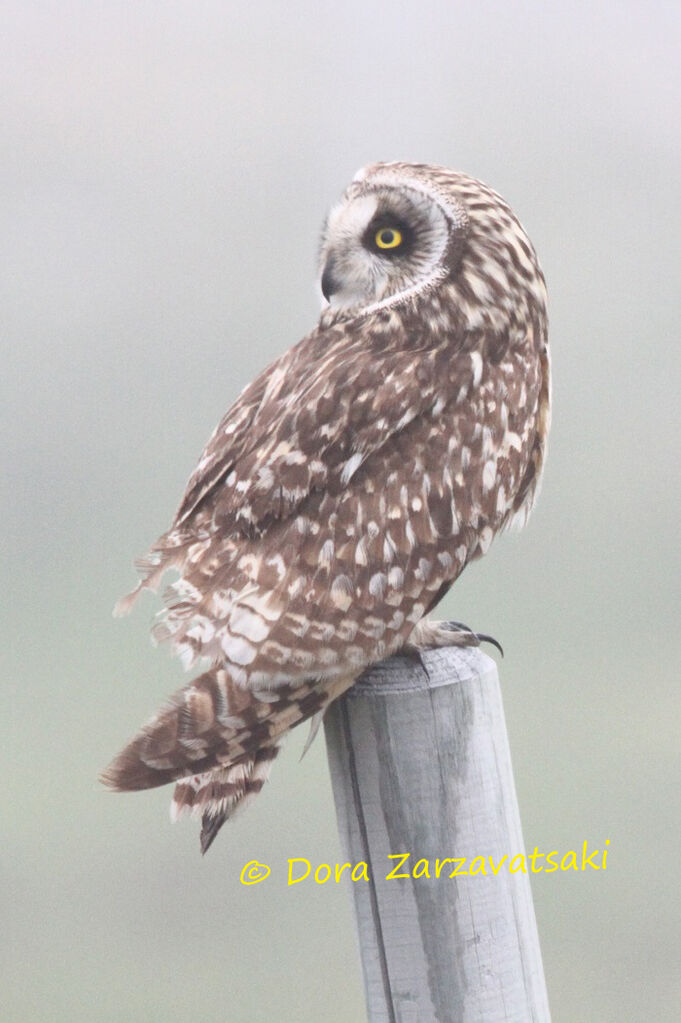 Short-eared Owl