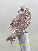 Short-eared Owl