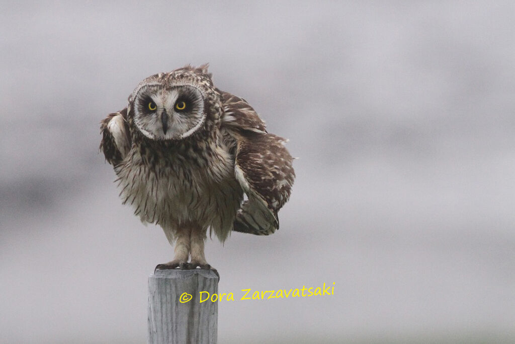 Hibou des marais