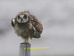 Hibou des marais