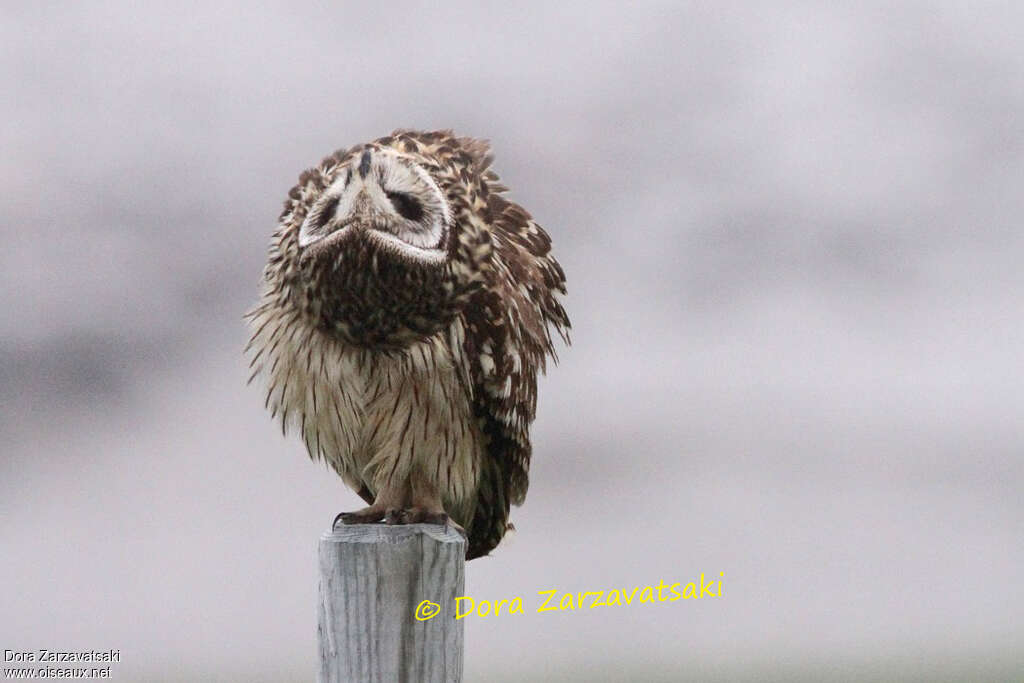 Hibou des marais, Comportement