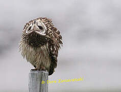 Hibou des marais