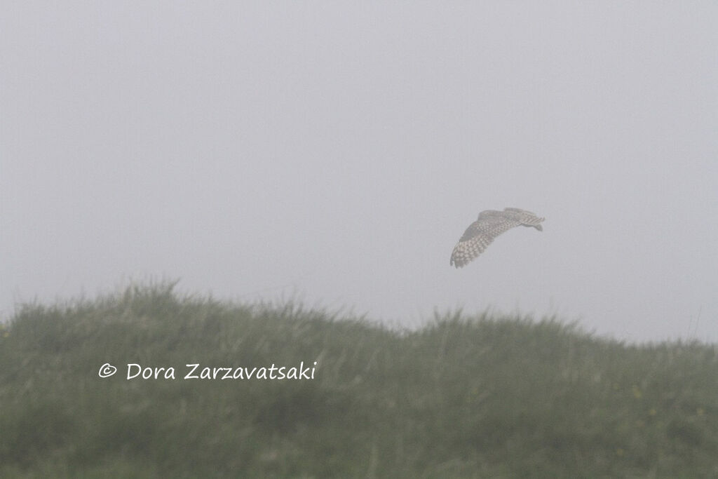 Hibou des marais