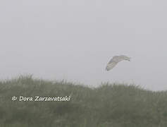 Hibou des marais