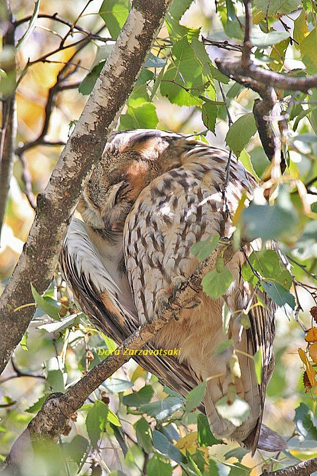 Long-eared Owl