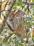 Long-eared Owl