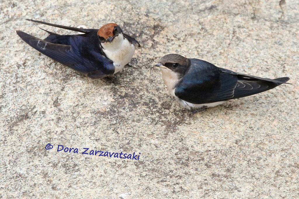 Wire-tailed Swallow