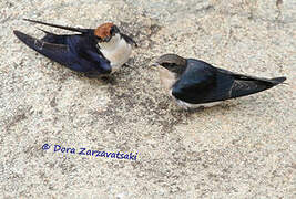 Wire-tailed Swallow