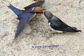 Wire-tailed Swallow