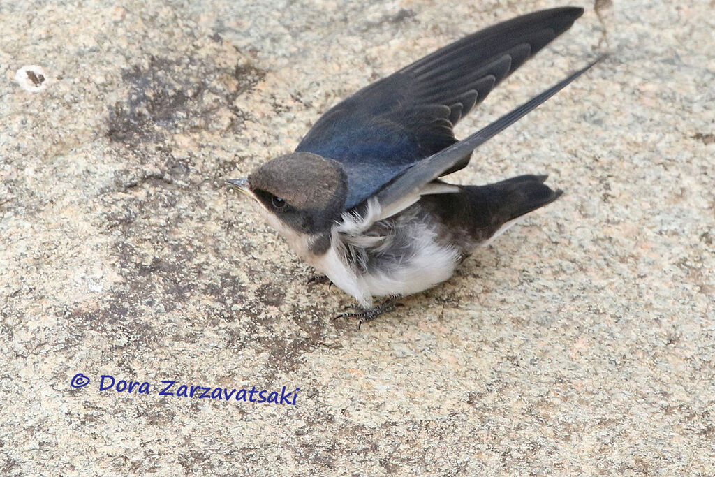 Wire-tailed Swallowjuvenile