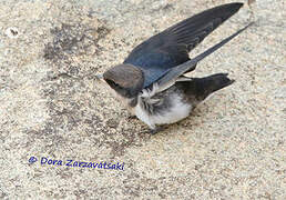 Wire-tailed Swallow