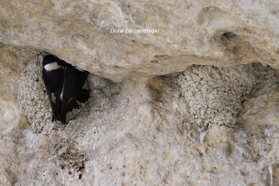 Common House Martin