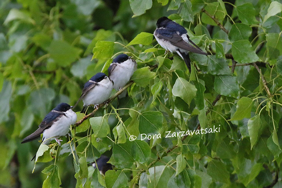 Western House Martin