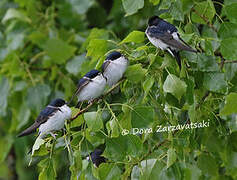 Common House Martin