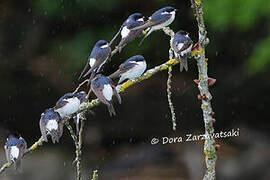 Western House Martin