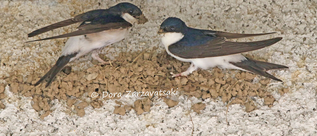 Western House Martinadult breeding, Reproduction-nesting