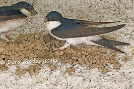 Western House Martin