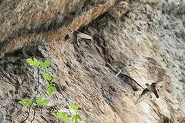 Eurasian Crag Martin