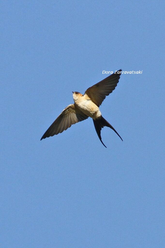 Red-rumped Swallow