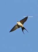 Red-rumped Swallow