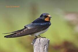 Barn Swallow